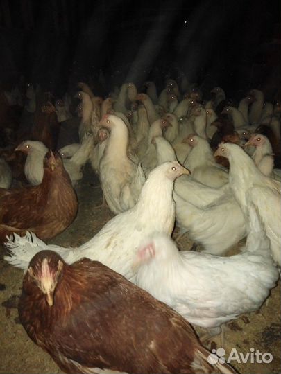 Курочки