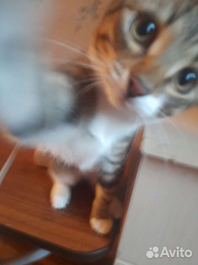 Котёнок