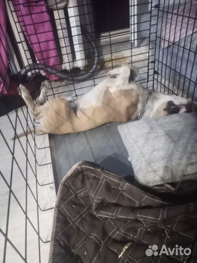 Большая клетка для собак