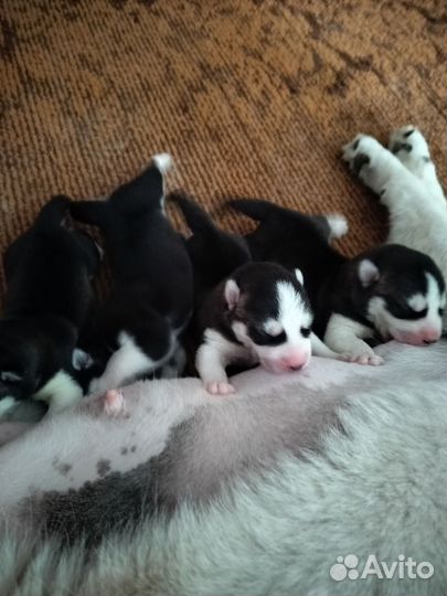 Продаю щенков хаски