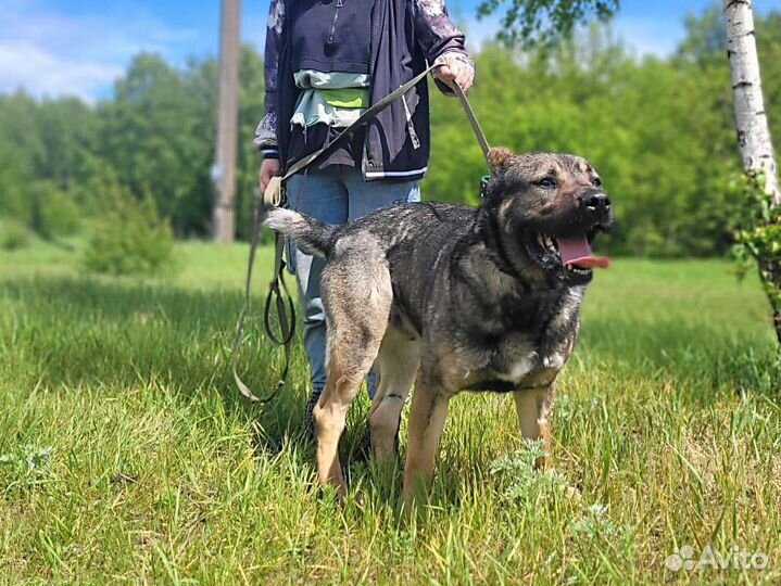 Крутой и очень добрый пёс скучает в приюте