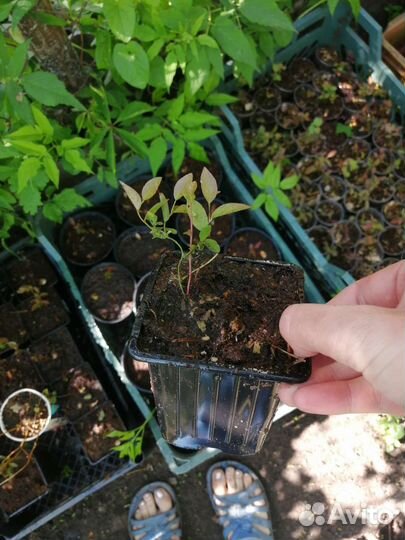 Голубика садовая саженцы