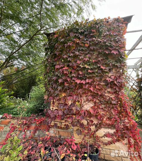 Виноград Вичи