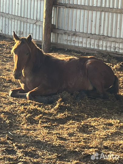Лошади и жеребята