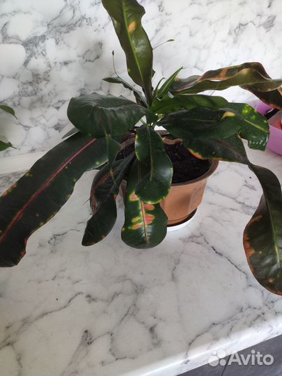 Кодиеум кротон