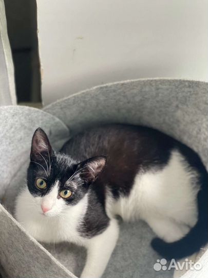 Котята Леля и Ляля ищут дом 4 мес