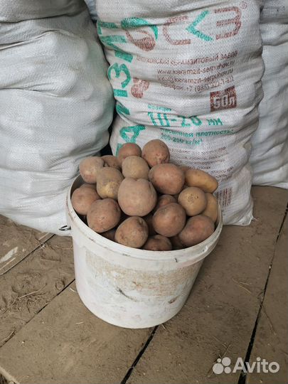 Продам картофель