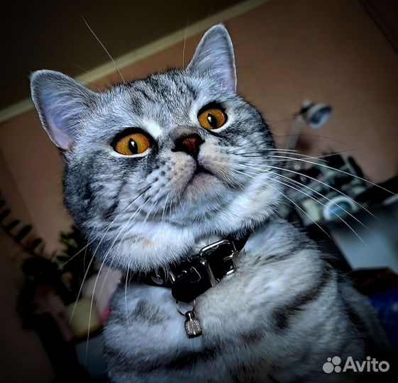 Ищем невесту Коту)
