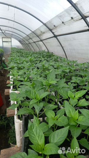 Овощная и Цветочная рассада