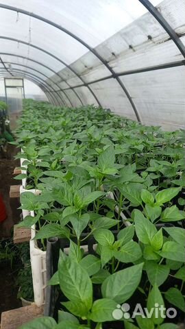 Овощная и Цветочная рассада