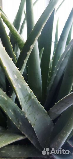Алоэ листья. Алоэ мини