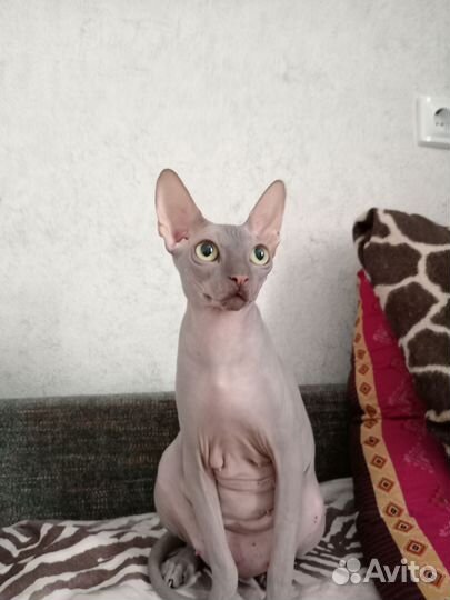 Котята сфинкса (браши)