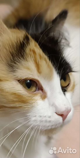 Европейская