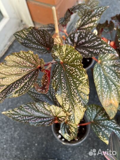 Разные домашние растения