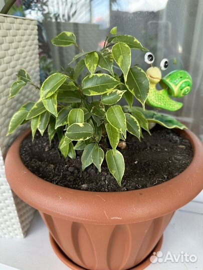 Фикус бенджамина