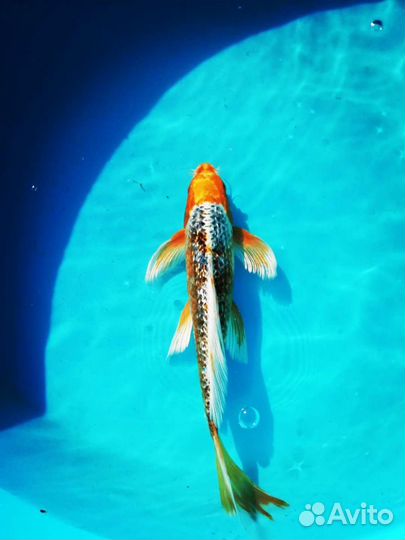 Карпы кои кометы