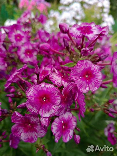 Флокс метельчатый