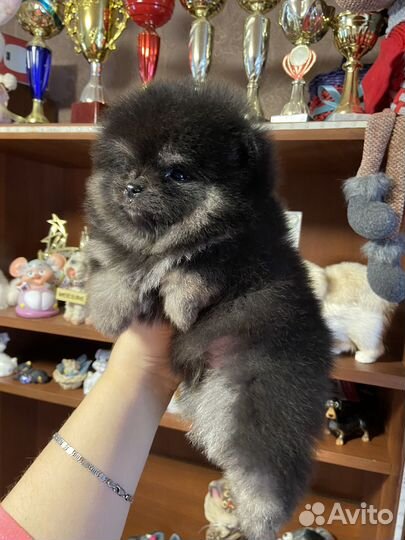 Яркий кукольный мальчик