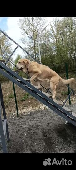 Испанский мастиф. Вязка