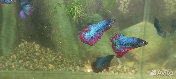 Рыбка петушок