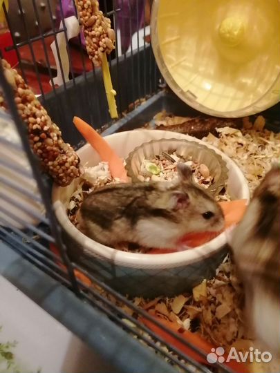 Джунгарский хомяк