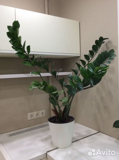 Замиокулькас