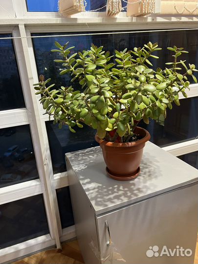 Денежное дерево толстянка