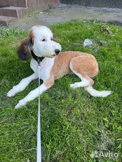 Императорский Пудель девочка