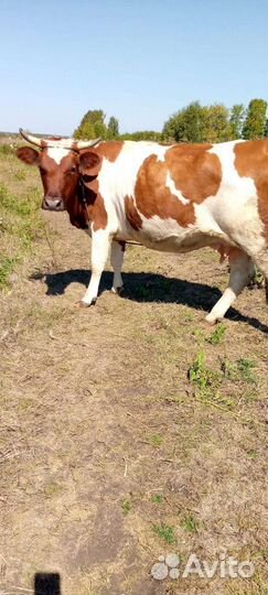 Корова дойная с теленком