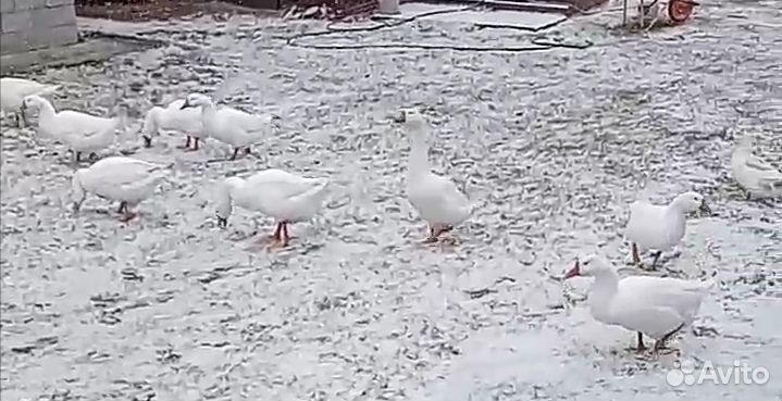 Гуси, Утки