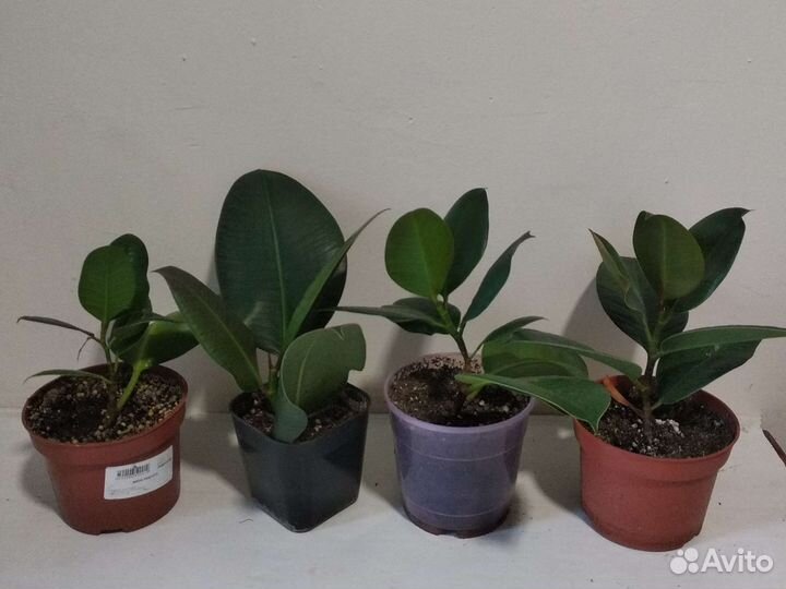 Фикусы. Робуста