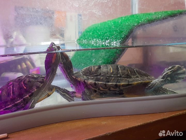 Красноухая черепаха