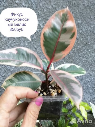 Фикусы, Тинеки, Бэлис