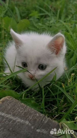 Игривые котята