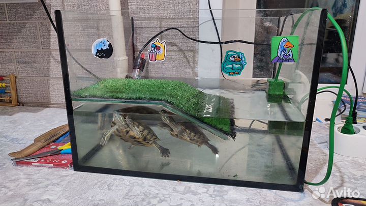 Красноухая черепаха с аквариумом