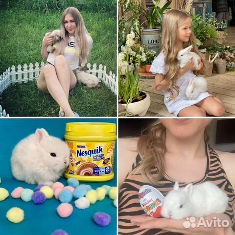 Кролики в аренду белые