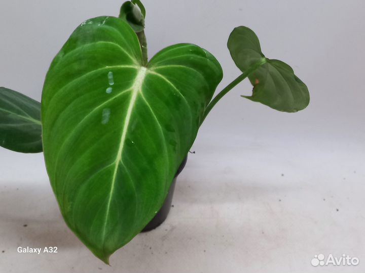 Филодендрон глориозум