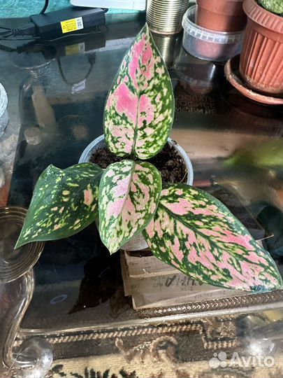 Комнатные цветы аглонемы