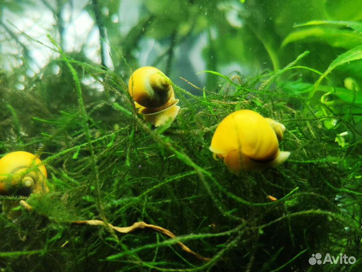 Улитки ампулярии