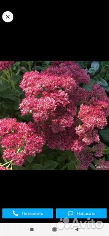 Очиток видный заячья капуста