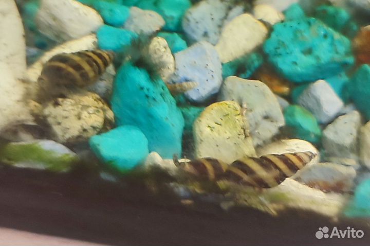 Улитка Хелена