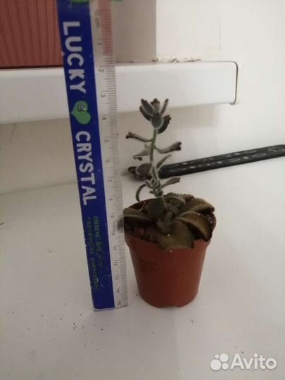 Суккулент каланхоэ