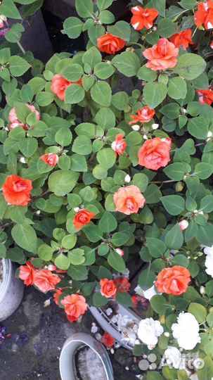 Бальзамин или Ванька мокрый