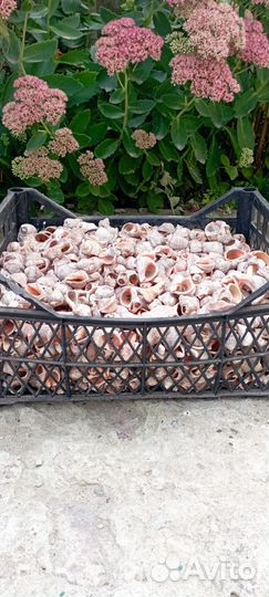 Морские ракушки раковины