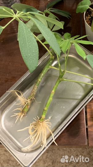 Комнатные цветы шеффлера