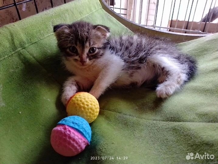 Котенок с сво