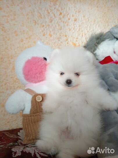 Шпиц. Вязка