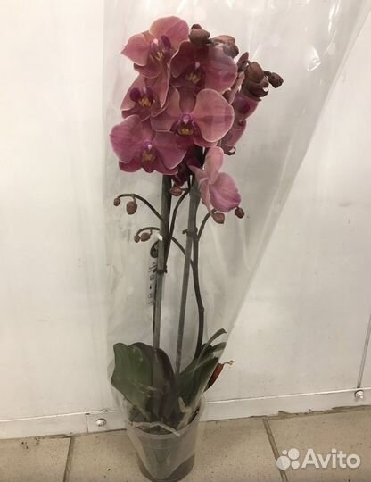 Комнатные растения