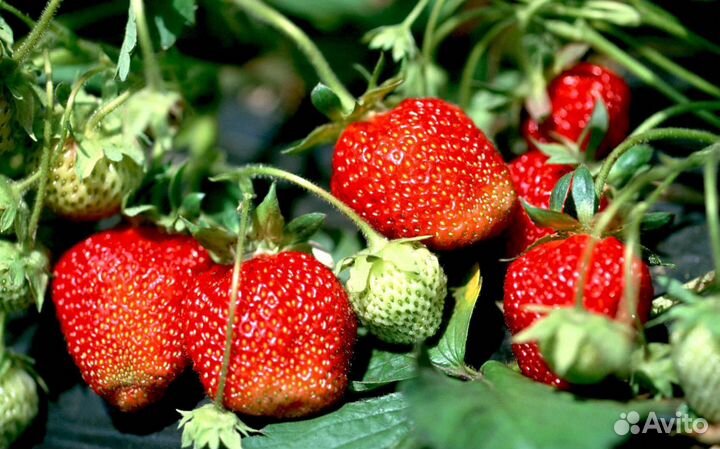 Саженцы Клубники в упаковке 5 штук Кармен