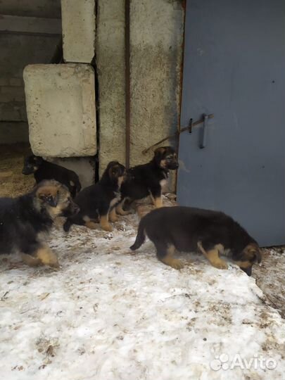 Щенки немецкой овчарки